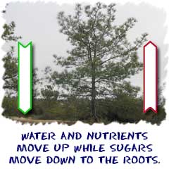 Sugars move down to the roots and water-nutrients move up to leaves