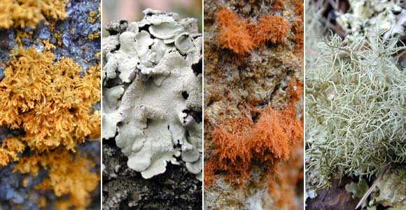 Examples of lichen species