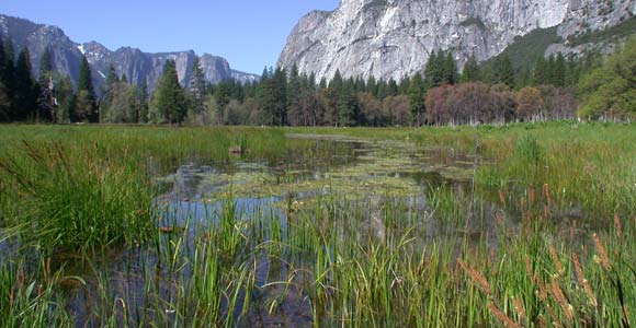 Valley with aquatic plants, conifers, and deciduous trees