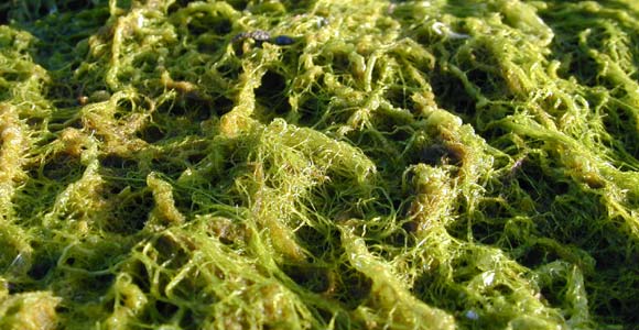 Most algae are no longer classified as plants