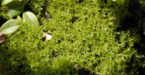 Examples of Moss species - Nonvascular plants