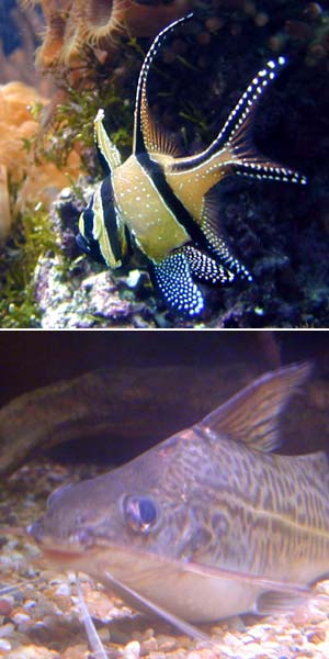 Examples of Fish Species