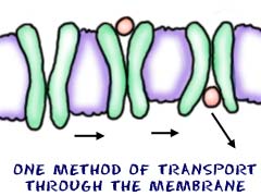 Transport through the membrane