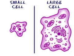 Cells come in many sizes