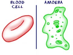 Cells have different components.