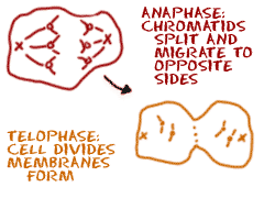 Anaphase and Telophase