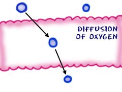 Movement of Oxygen molecules