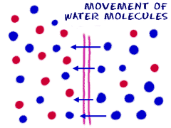 Movement of water molecules