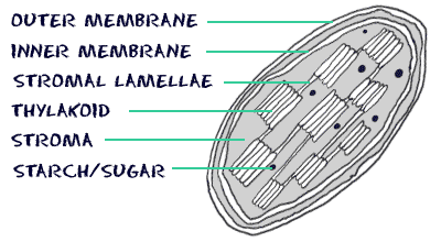 Cross-section of chloroplast with labels. Membranes, Stromal Lamellae, Thylakoid, Stroma, Sugars.