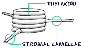 Connections between thylakoid stacks through stromal lamellae.