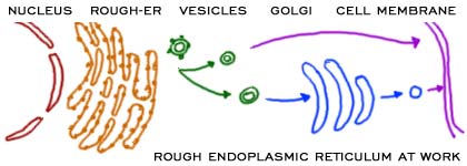 Rough Endoplasmic Reticulum and protein synthesis