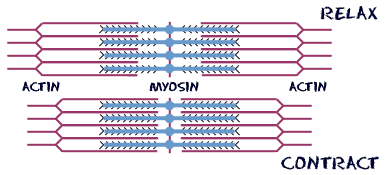 Actin and Myosin on muscle fibers