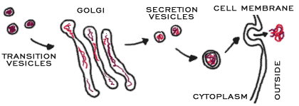 Process of Golgi forming vesicles