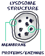 Simple Structure of a lysosome