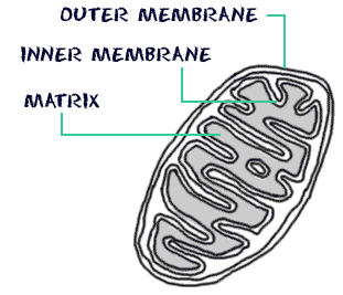 Cross-section of a mitochondrion. Membranes, Matrix.