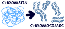 Chromatin condensing into chromosomes