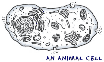 Structure of generic animal cell