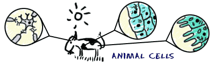 Cow with three details of animal cells.
