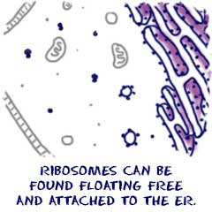 Ribosomes floating and on rough endoplasmic reticulum