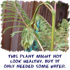 This plant might not look healthy, but it only needed some water.