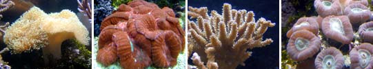 Images of Corals