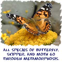 All species of butterfly, skipper, and moth go through metamorphosis.