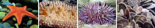 Images of Echinoderms