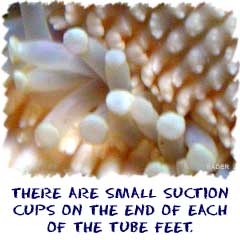 There are small suction cups on the end of each of the tube feet.