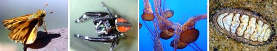 Images of Invertebrates