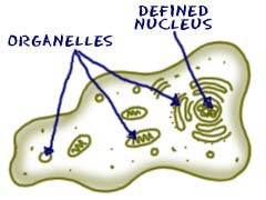 eukaryotes have a defined nucleus and organelles