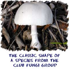 The classic shape of a species from the club fungi group.