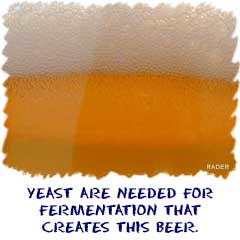 Yeast are needed for the fermentation that creates this beer.