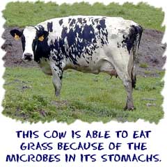 Microbes in the stomachs of cows help them eat grass