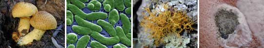 Images of Microbes