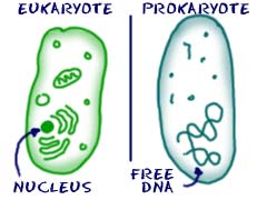 prokaryotes do not have defined organelles