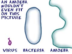 Virus, bacterium, and amoeba