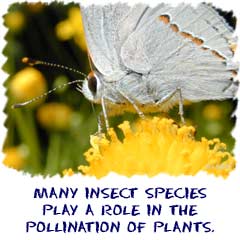Many insect species play a role in the pollination of plants.