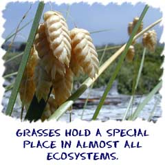 Grasses hold a special place in almost all ecosystems.
