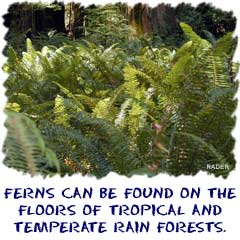 Ferns can be found the floors of both tropical and temperate rainforests.