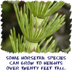 Some horsetail species can grow to heights over twenty feet tall.