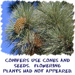 Conifers use cones and seeds since flowering plants had not appeared.