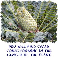 You will find cycad cones growing in the center of the plant.
