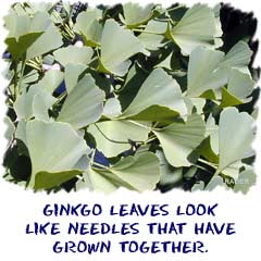 Ginkgo leaves look like needles that have grown together.
