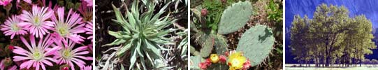 Images of different plant species.
