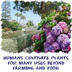 Humans cultivate plants for many uses beyond farming and food.