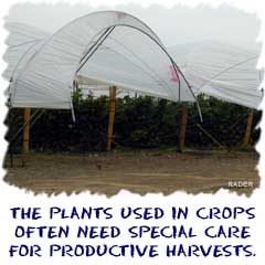The plants used in crops often need special care to ensure productive harvests.