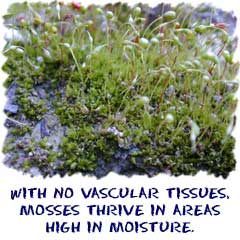 With no vascular tissues, mosses thrive in areas of high moisture.