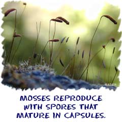 Mosses reproduce with spores that mature in capsules.