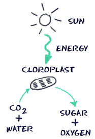 Process of chloroplast making food with the Sun’s energy.