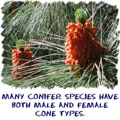 Many conifer species have both male and female cone types.